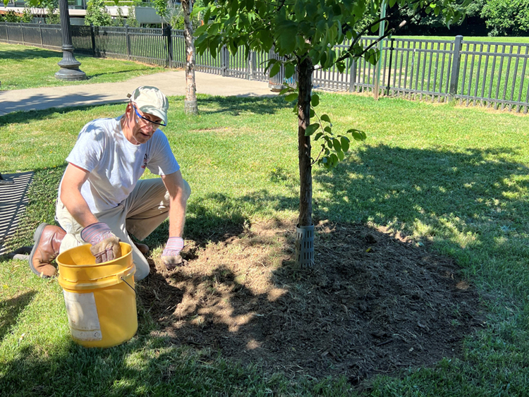 Voluneer working under tree