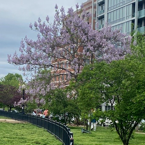 Lavender flowered tree in Rebecca Coder Park