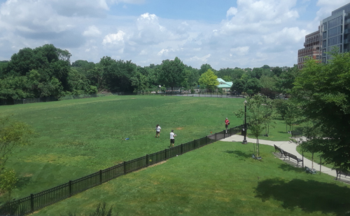 Photo of Francis Field looking very green