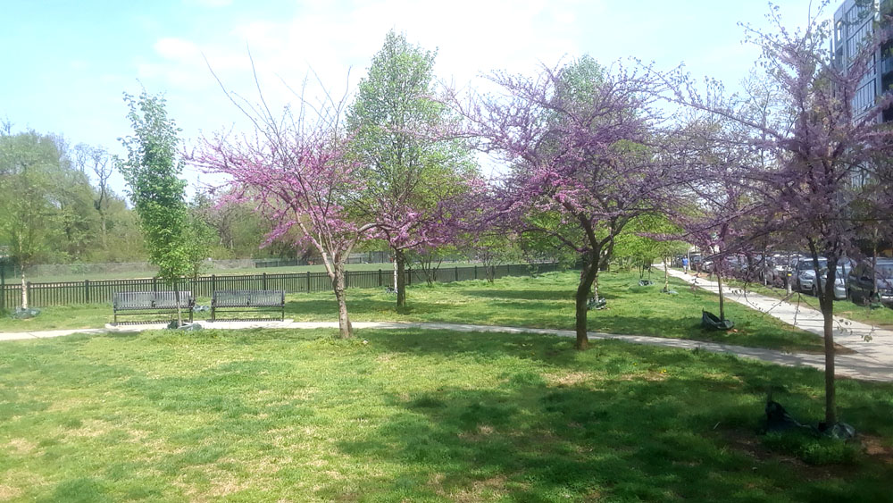 Redbuds in bloom